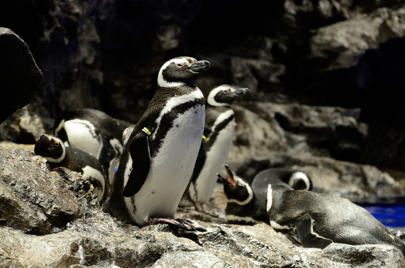 水族館のひなたぼっこするペンギン