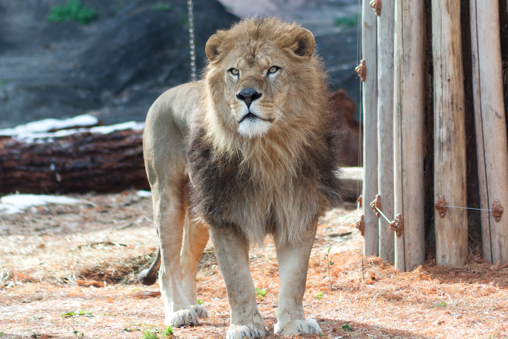 lightroom histogram 6 SokuUp :: :: permalink æ±å±±å‹•ç‰©åœ’ ãƒ©ã‚¤ã‚ªãƒ³