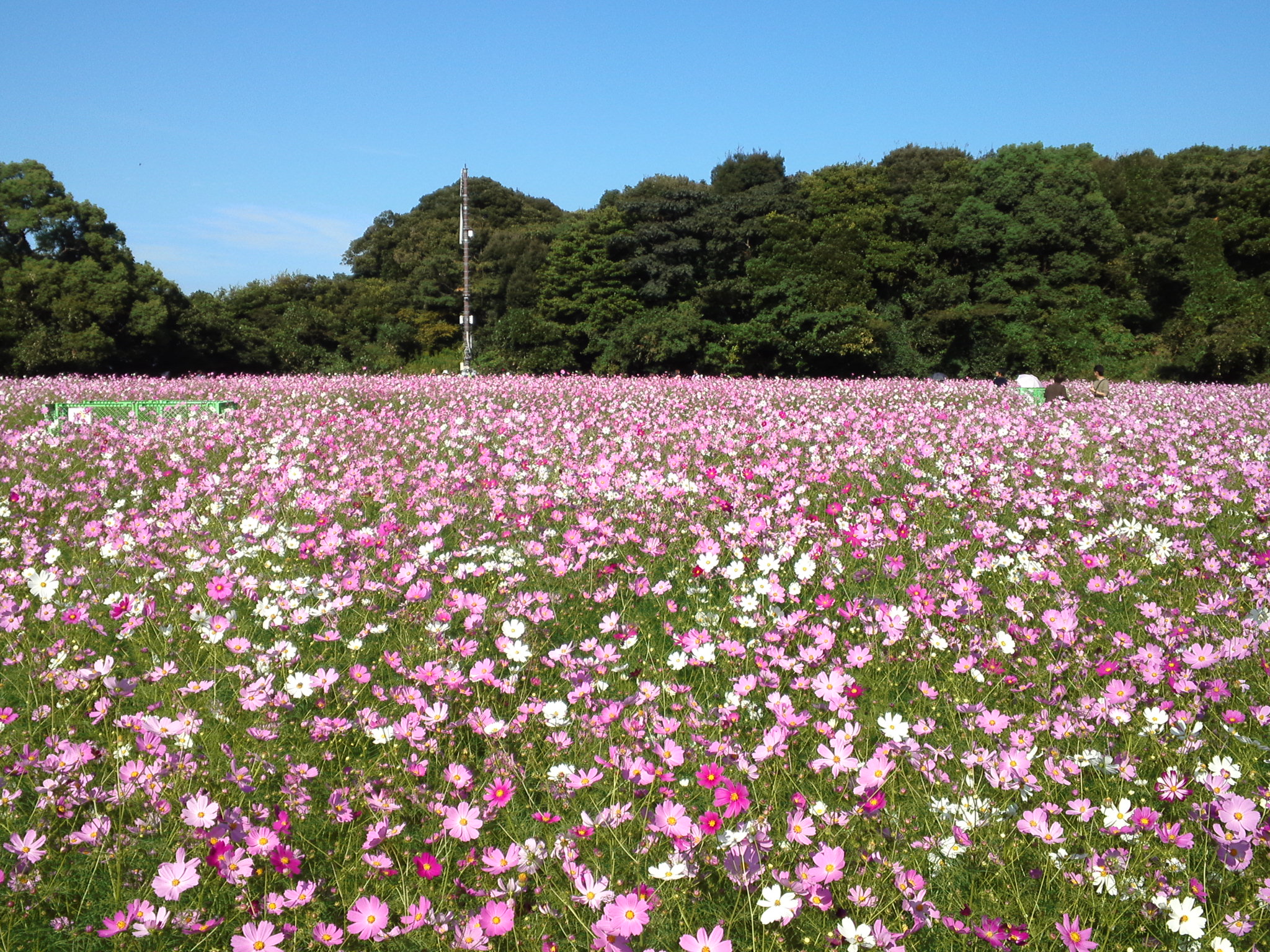 Sokuup 風景 自然 草原 花畑 植物 花 秋桜 コスモス Permalink