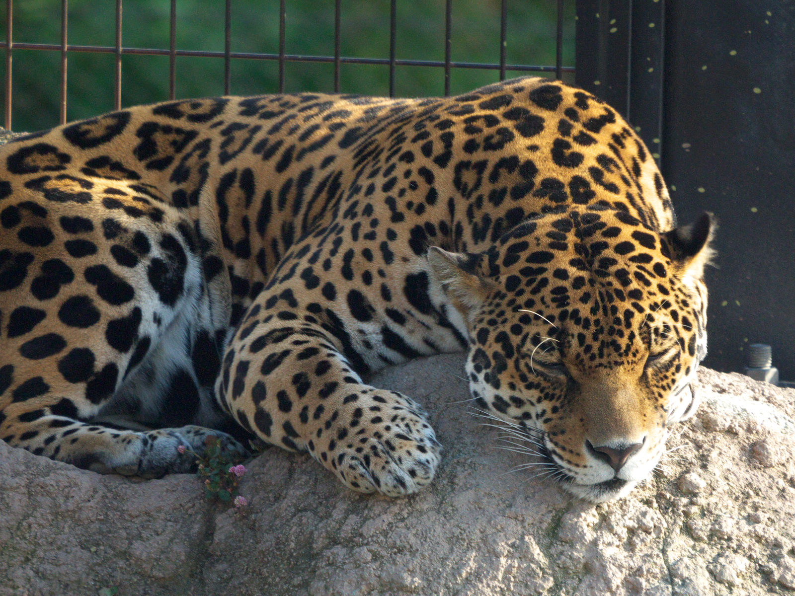 Sokuup 動物 日本平動物園 ジャガー Permalink