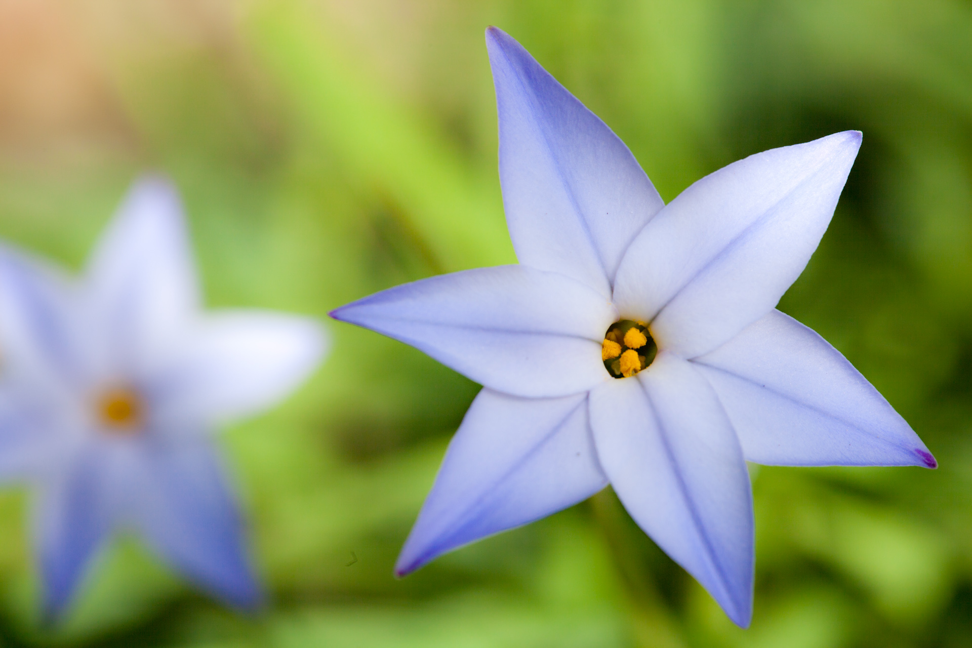 Sokuup 植物 花 青い花 Permalink