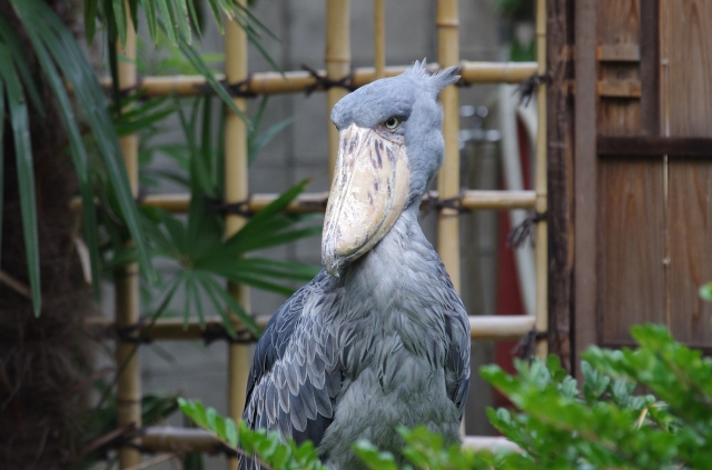 soku_01992.jpg :: 動物 鳥類 ハシビロコウ 上野動物園 K.5 