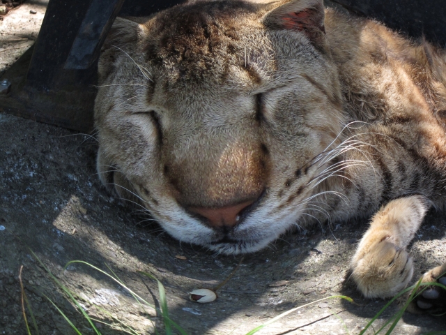 soku_02046.jpg :: ν速公認コンデジPowerShotS95 動物 哺乳類 猫 ネコ 魚眼レンズ フィッシュアイ 鼻糞 