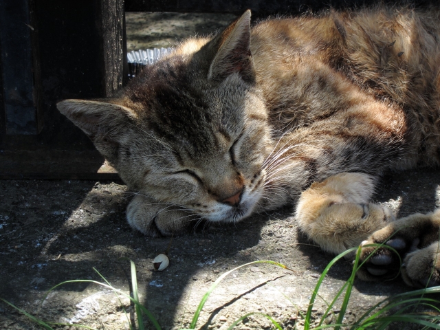 soku_02047.jpg :: ν速公認コンデジPowerShotS95 動物 哺乳類 猫 ネコ 爆睡 