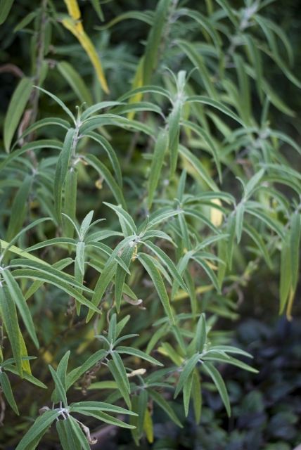 soku_02052.jpg :: 植物 花 草 