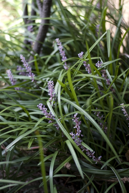 soku_02054.jpg :: 植物 花 草 花 