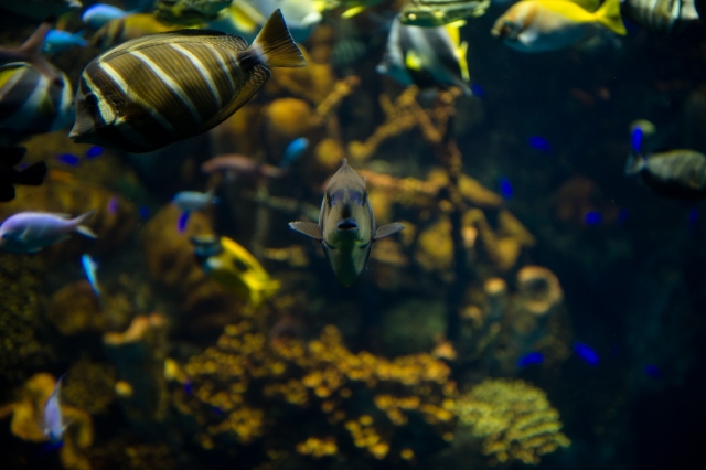 soku_02102.jpg :: 水族館にて 動物 魚類 D3S 