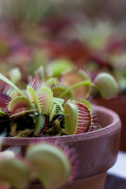 soku_02129.jpg :: 植物 花 食虫植物 D40X ハエトリグサ 