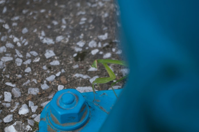 soku_02260.jpg :: 動物 昆虫 カマキリ 