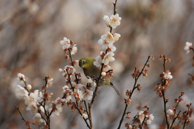 soku_02280.jpg :: 動物 鳥類 ウメジロ by atami 