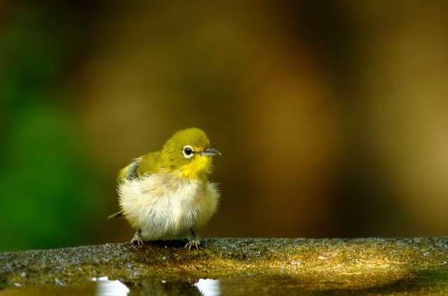 soku_02294.jpg :: 動物 鳥類 メジロ 