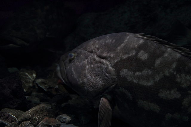 soku_02316.jpg :: 水族館 動物 魚類 