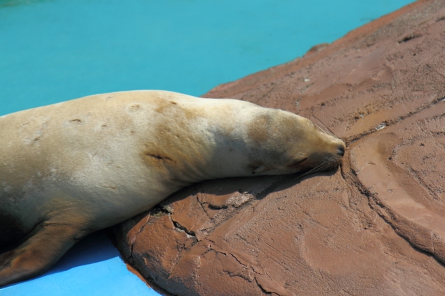 soku_02317.jpg :: 水族館 アザラシ 