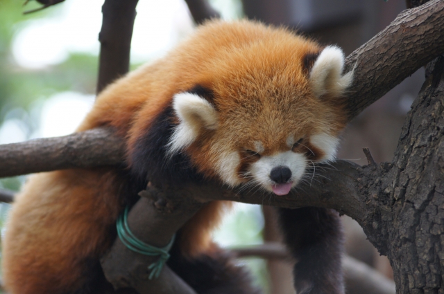 soku_02409.jpg :: 動物 哺乳類 レッサーパンダ 上野動物園 