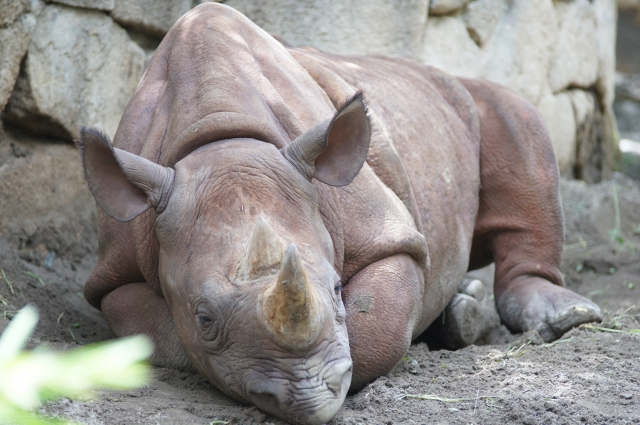 soku_02410.jpg :: 動物 哺乳類 サイ 上野動物園 