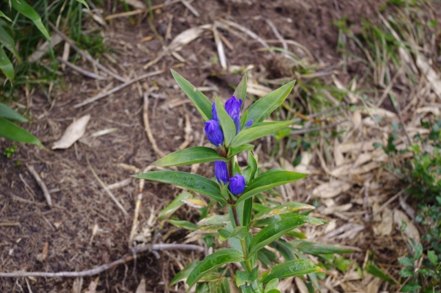 soku_02481.jpg :: 植物 花 リンドウ 