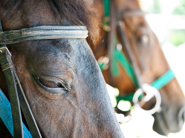 soku_02497.jpg :: 動物 哺乳類 馬 ウマ 運動 スポーツ 競馬 馬 