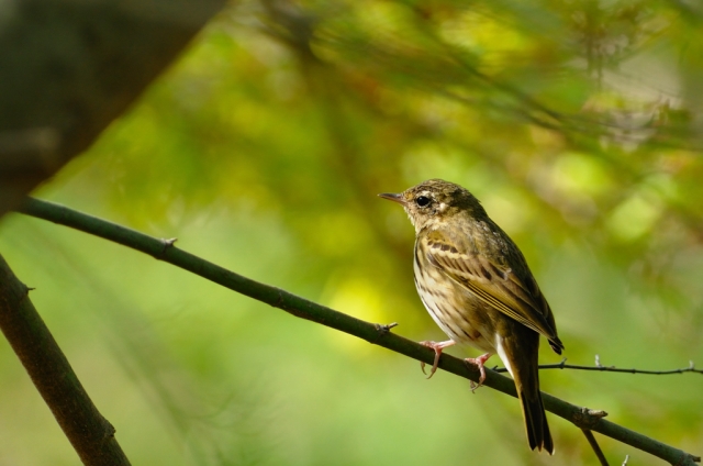 soku_02505.jpg :: 動物 鳥類 