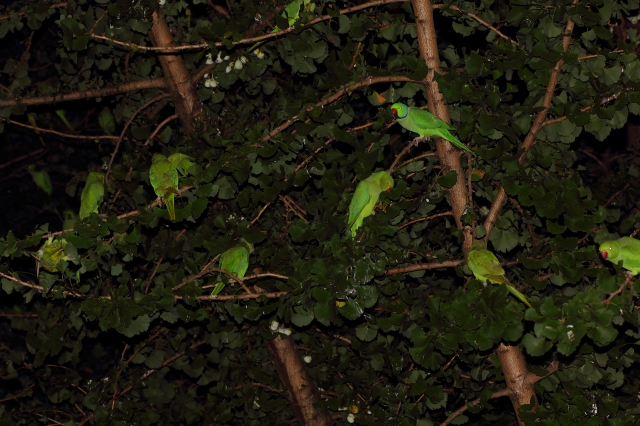 soku_02522.jpg :: ワカケホンセイインコ インコ 動物 鳥類 