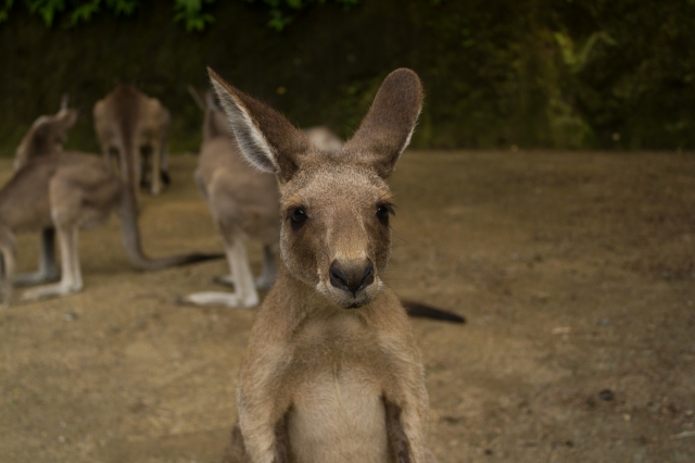 soku_02557.jpg :: 動物 哺乳類 動物園 カンガルー 