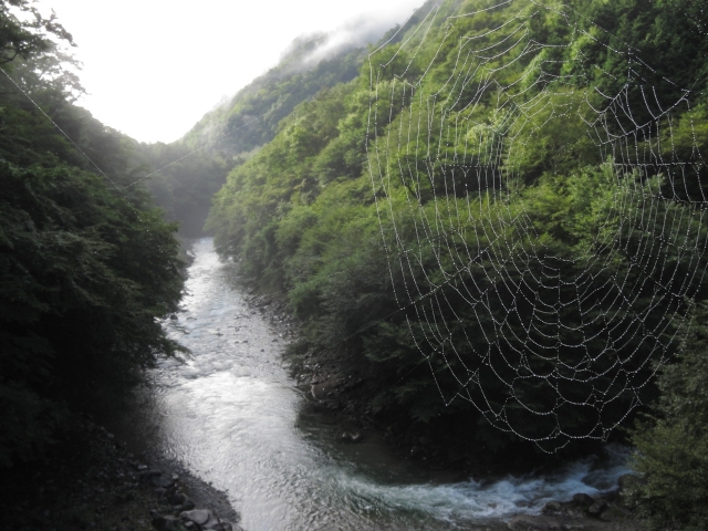 soku_02627.jpg :: PowerShotS95 自然 風景 川 河川 クモの巣 