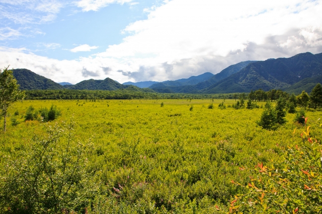 soku_02640.jpg :: 自然 風景 山 植物 花 