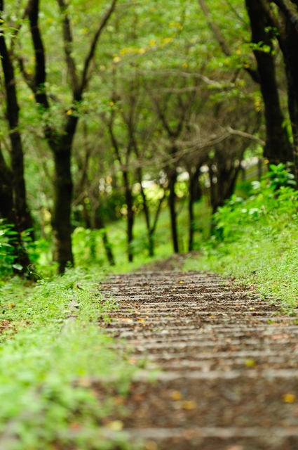 soku_02681.jpg :: 自然 風景 山 山道 遊歩道 