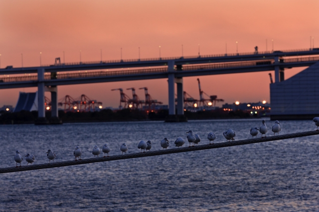 soku_02696.jpg :: 動物 鳥類 カモメ 建築 建造物 橋 