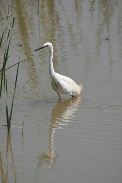 soku_02749.jpg :: 鳥 コサギ by Niigata 