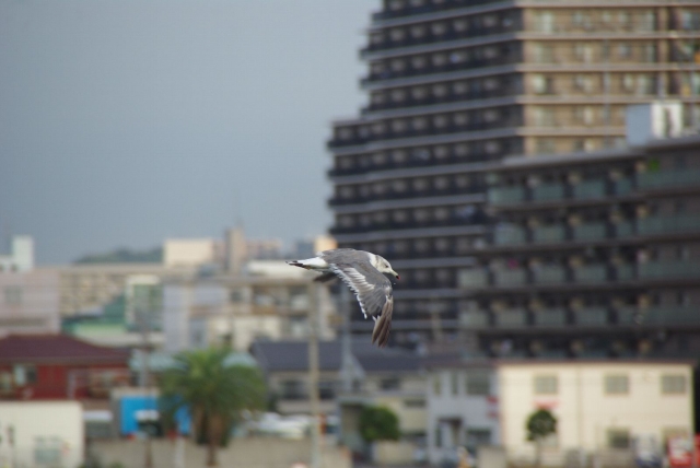 soku_02942.jpg :: 動物 鳥類 ウミネコ 