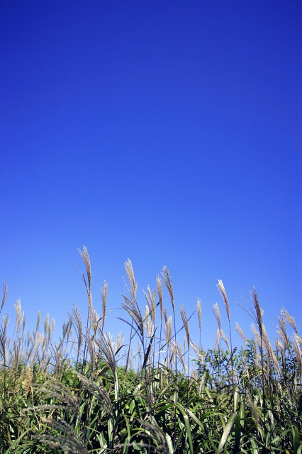 soku_02975.jpg :: 自然 風景 空 草 すすき 