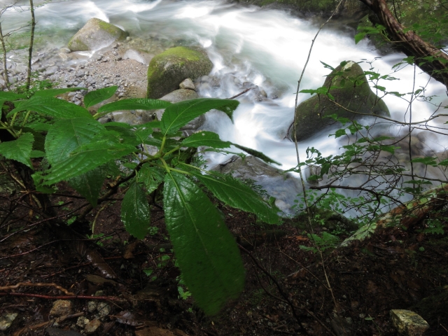 soku_03075.jpg :: PowerShotS95 自然 風景 川 河川 水分 西沢渓谷 