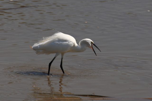 soku_03080.jpg :: 鳥 サギ by Niigata 