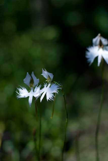 soku_03096.jpg :: 植物 花 サギソウ 