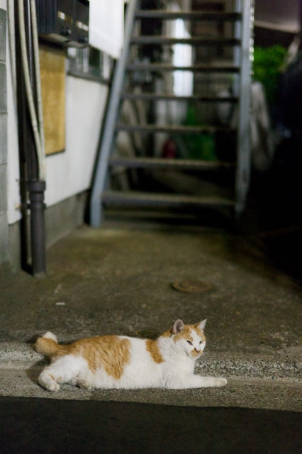 soku_03207.jpg :: 動物 哺乳類 猫 ネコ 