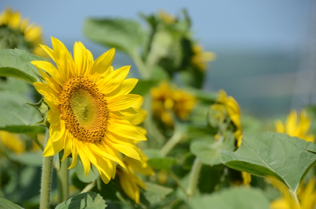 soku_03218.jpg :: 植物 花 向日葵 ヒマワリ 