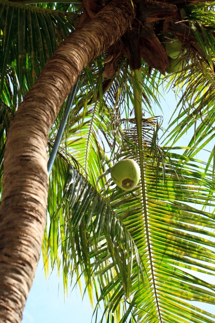 soku_03395.jpg :: 自然 風景 樹木 椰子の木 ココナッツ 