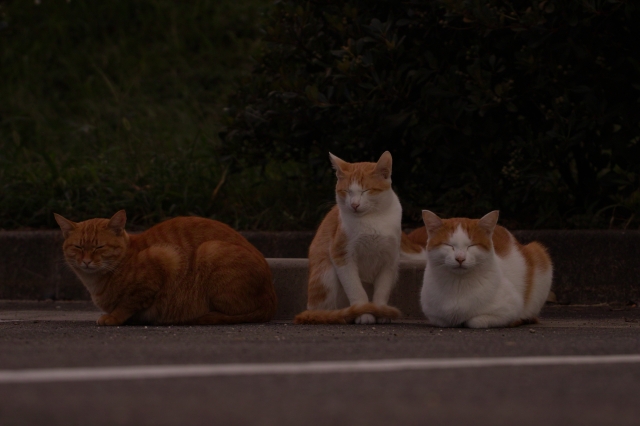 soku_03403.jpg :: 飛行機名古屋空港の公園ネコ 