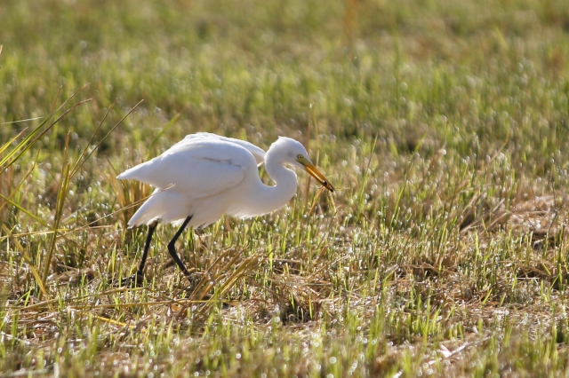 soku_03442.jpg :: 動物 鳥類 