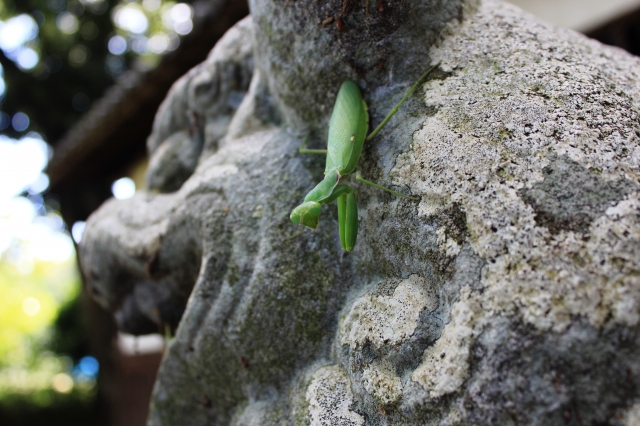 soku_03482.jpg :: カマキリ 