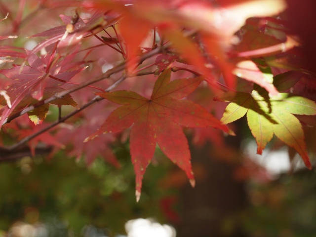 soku_03536.jpg :: 自然 風景 樹木 もみじ 紅葉 