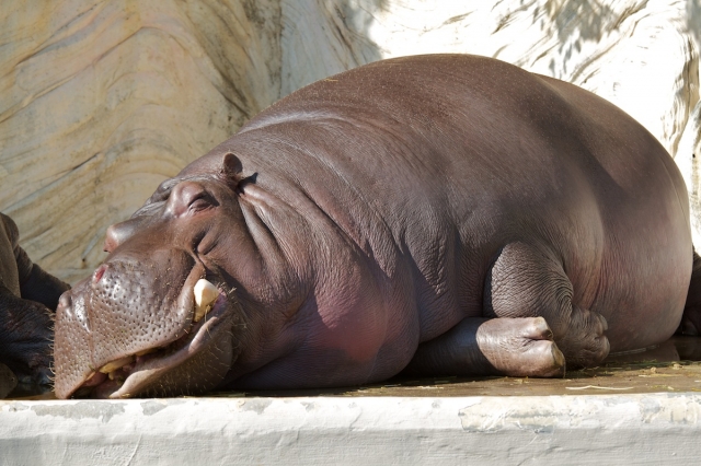 soku_03646.jpg :: 動物 カバ 上野動物園 