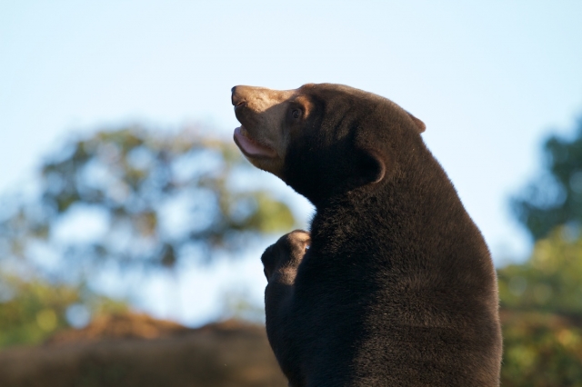 soku_03649.jpg :: マレーグマ 上野動物園 