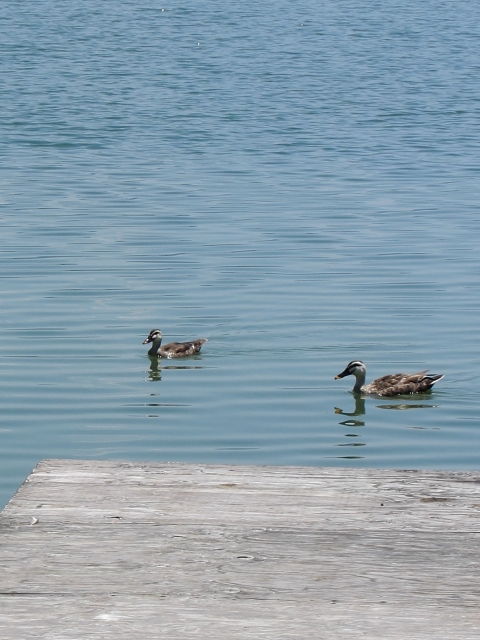 soku_03655.jpg :: PowerShotS95 自然 風景 湖 水分 鳥 カモ 諏訪湖 