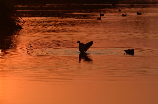 soku_03667.jpg :: 動物 鳥類 マガン 自然 風景 湖 池 沼 夕日 夕焼け 日没 