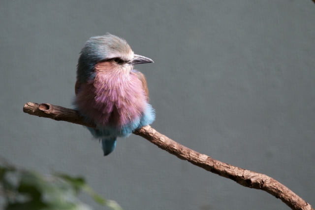 soku_03671.jpg :: 動物 鳥類 ライラックブッポウソウ 