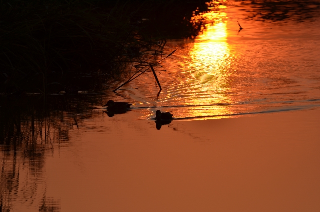 soku_03678.jpg :: 自然 風景 夕日 夕焼け 日没 