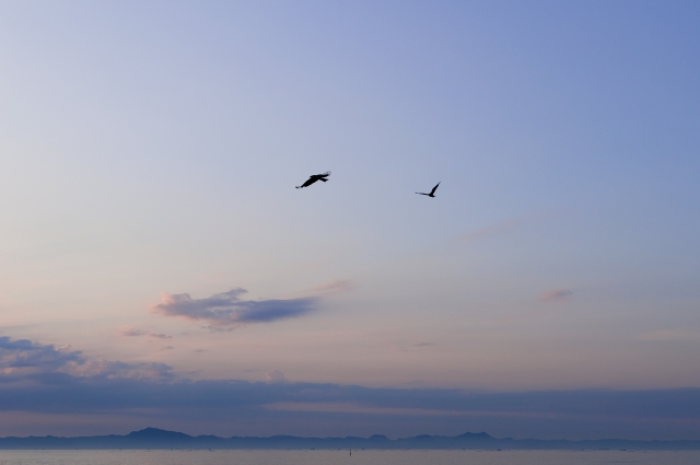 soku_03710.jpg :: 自然 風景 空 動物 鳥類 