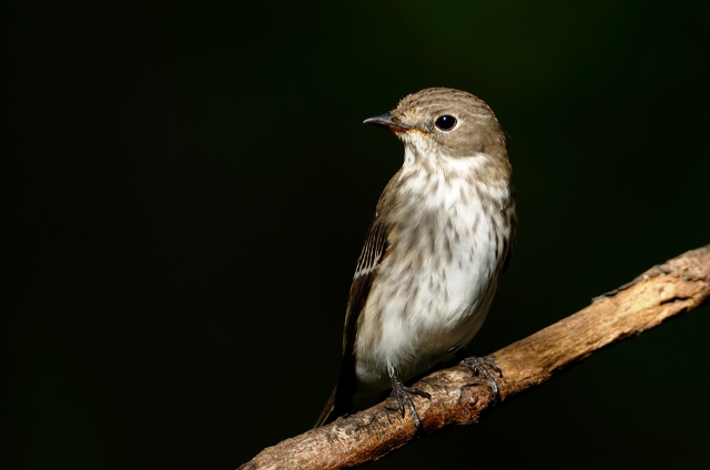 soku_03727.jpg :: エゾビタキ 小鳥 野鳥 秋 