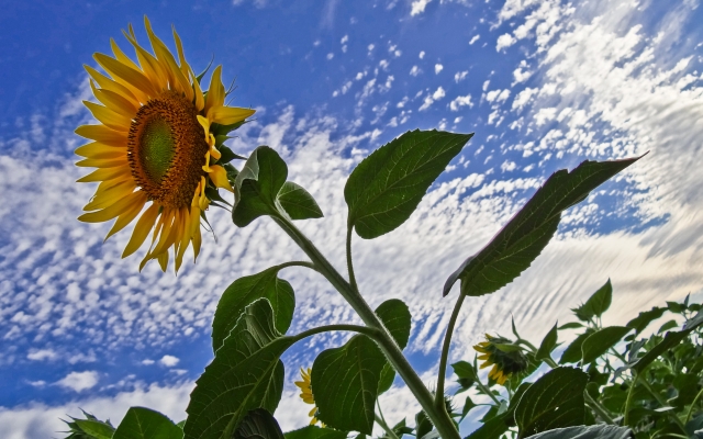 soku_03779.jpg :: 植物 花 向日葵 ヒマワリ 青空 HDR 